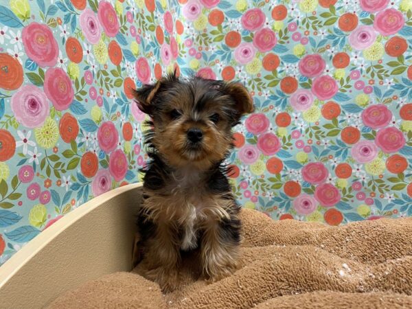 Yorkshire Terrier DOG Male blk & tn 5436 Petland San Antonio, TX