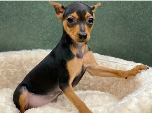 Miniature Pinscher DOG Female Black & Tan 8557 Petland San Antonio, TX