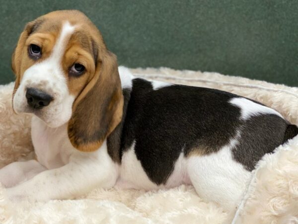 Beagle-DOG-Male-Black White & Tan-8558-Petland San Antonio, TX