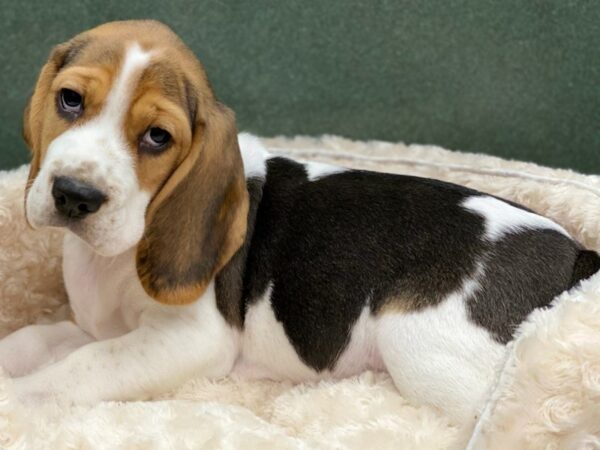 Beagle DOG Male Black White & Tan 8558 Petland San Antonio, TX