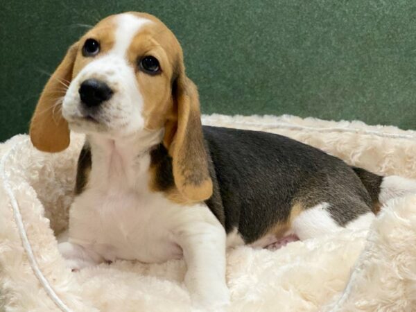 Beagle DOG Female Black White & Tan 8559 Petland San Antonio, TX