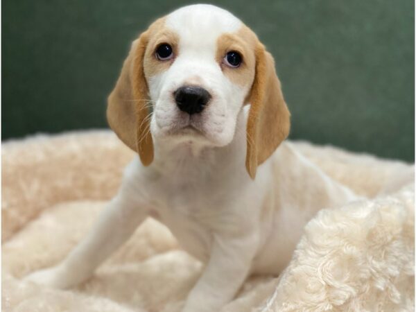 Beagle DOG Female Lemon & White 8560 Petland San Antonio, TX