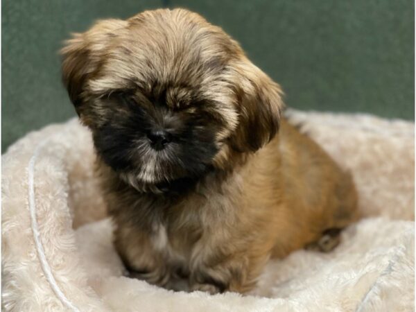 Shih Apso DOG Female Dark Sable & White 8562 Petland San Antonio, TX