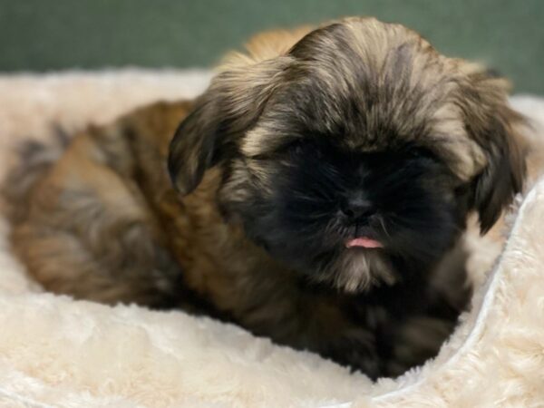 Shih Apso DOG Female Dark Sable & White 8563 Petland San Antonio, TX