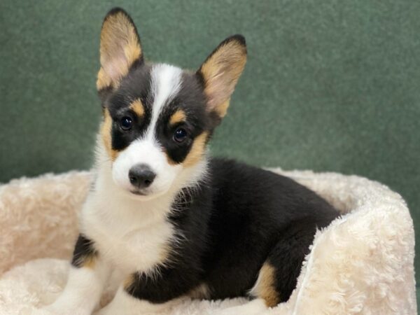 Pembroke Welsh Corgi-DOG-Female-Black White & Tan-8565-Petland San Antonio, TX