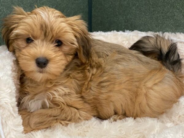 Morkie DOG Female Brown Black & White 8567 Petland San Antonio, TX