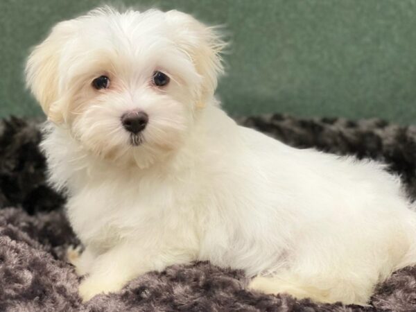 Maltese DOG Female White 8568 Petland San Antonio, TX