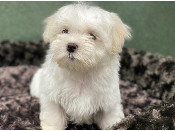 Maltese DOG Male White 8569 Petland San Antonio, TX