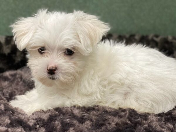 Maltese DOG Female White 8570 Petland San Antonio, TX