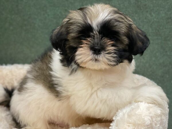 Shih Tzu DOG Male Brown & White 8571 Petland San Antonio, TX