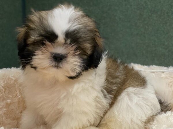 Shih Tzu DOG Female Brown & White 8572 Petland San Antonio, TX