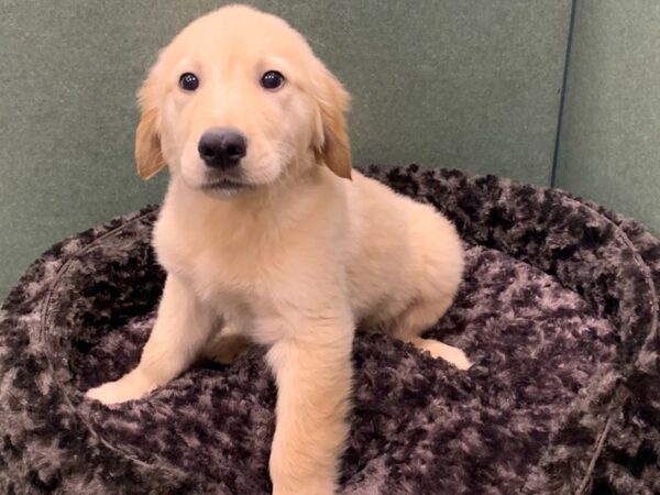 Golden Retriever-DOG-Male-Light Golden-8555-Petland San Antonio, TX