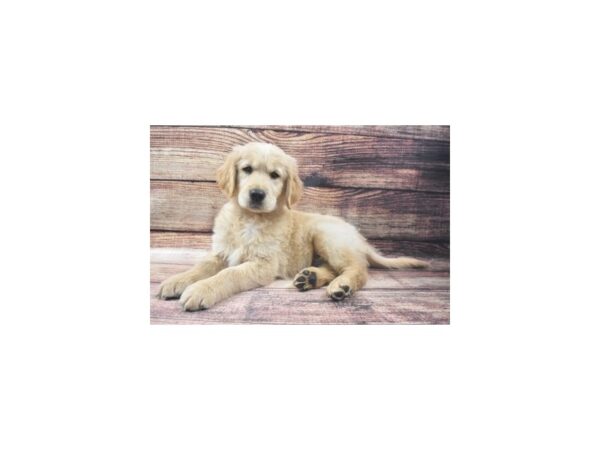 Golden Retriever DOG Male gldn 5441 Petland San Antonio, TX