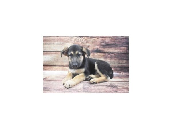 German Shepherd DOG Male Black & Tan 8573 Petland San Antonio, TX