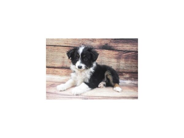 Miniature Australian Shepherd-DOG-Male-Black White and Brown-5444-Petland San Antonio, TX
