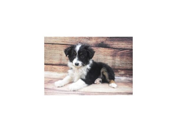 Miniature Australian Shepherd DOG Male Black White and Brown 5444 Petland San Antonio, TX