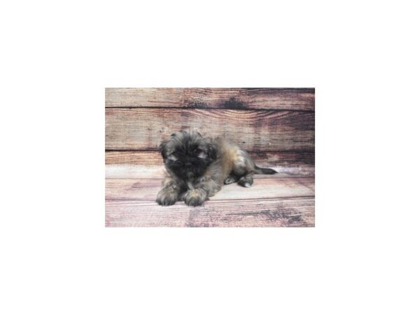 Lhasa Apso-DOG-Female-Golden-5443-Petland San Antonio, TX