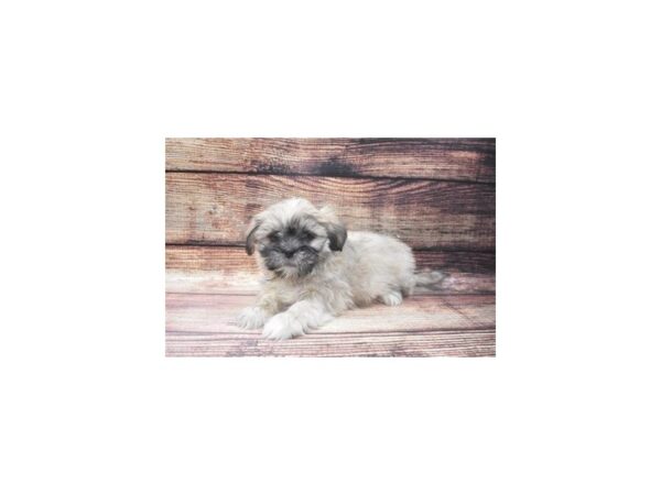 Lhasa Apso DOG Female Golden 5442 Petland San Antonio, TX