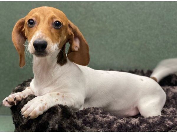 Dachshund-DOG-Male-Chocolate Piebald-8469-Petland San Antonio, TX