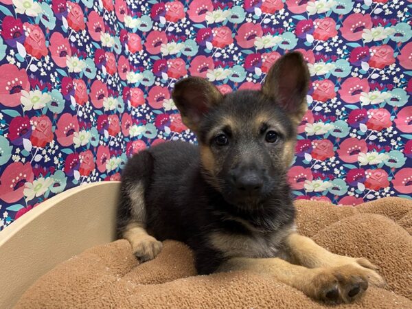 German Shepherd DOG Female blk & tn 5446 Petland San Antonio, TX