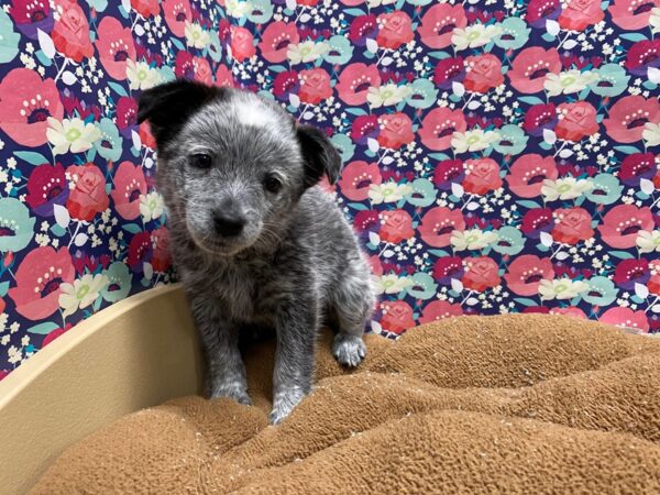 Heeler DOG Female bl 5447 Petland San Antonio, TX