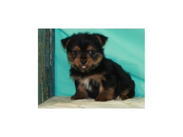 Yorkshire Terrier DOG Male Black & Tan 8577 Petland San Antonio, TX