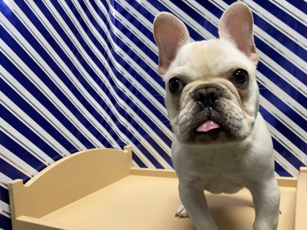 French Bulldog DOG Male White 5448 Petland San Antonio, TX