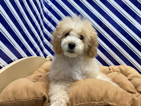 Poodle-DOG-Female-Apricot-5366-Petland San Antonio, TX