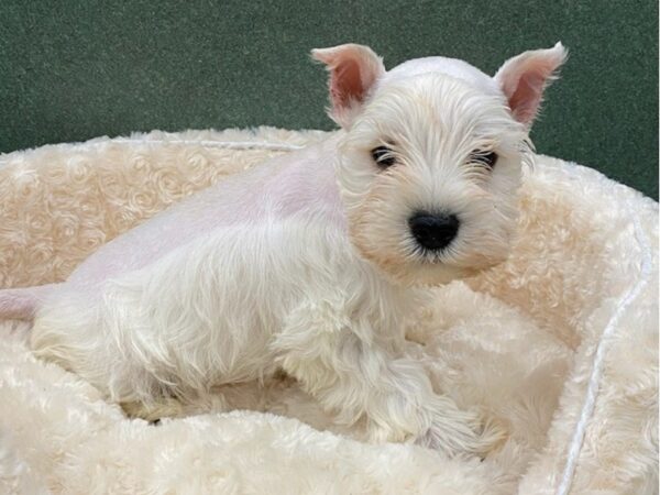 Miniature Schnauzer DOG Male White 8574 Petland San Antonio, TX