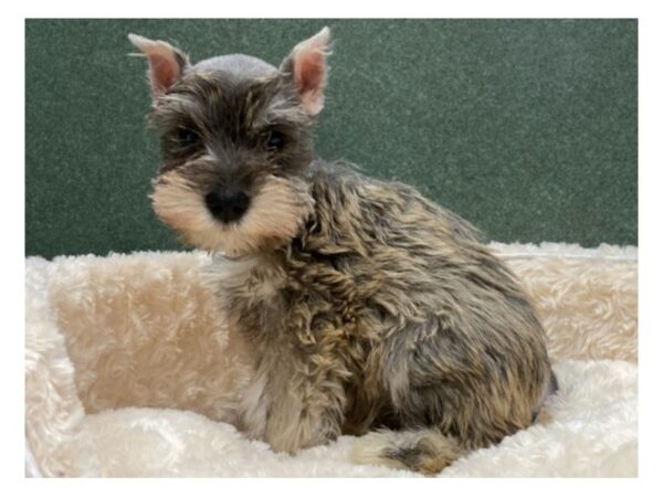 Miniature Schnauzer DOG Female Salt & Pepper 8575 Petland San Antonio, TX