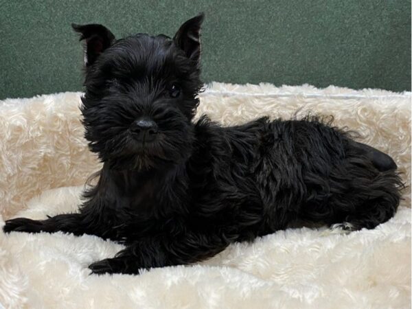 Miniature Schnauzer-DOG-Female-Black & White-8576-Petland San Antonio, TX