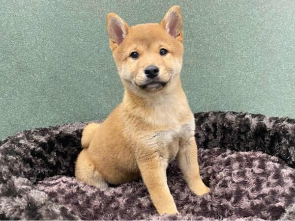 Shiba Inu-DOG-Male-Red-8578-Petland San Antonio, TX