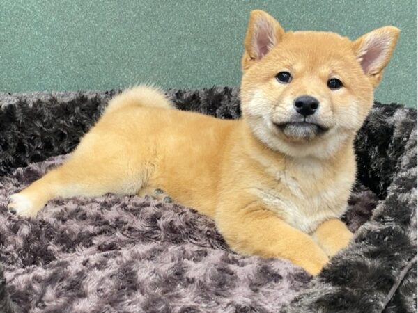 Shiba Inu DOG Female Red 8579 Petland San Antonio, TX