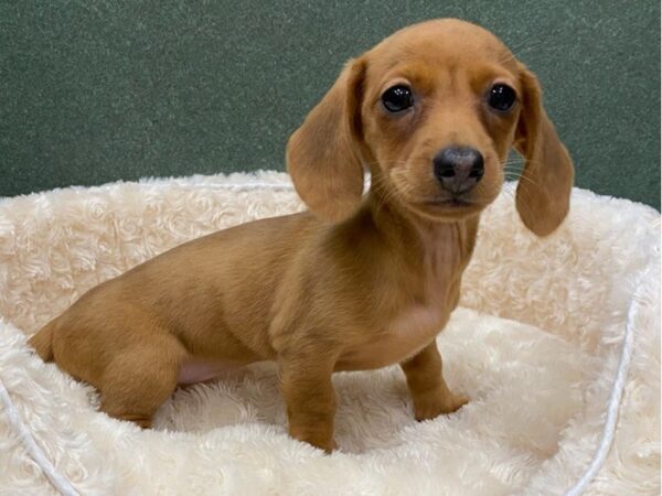 Dachshund DOG Female Red 8580 Petland San Antonio, TX