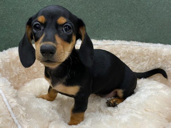 Dachshund DOG Female Black 8581 Petland San Antonio, TX