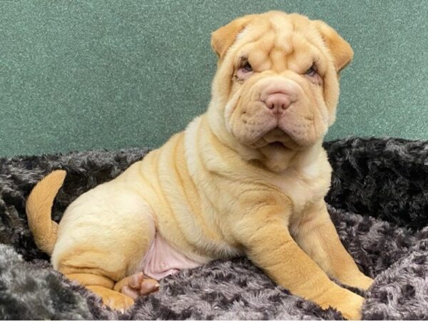 Shar Pei DOG Male Cream 8582 Petland San Antonio, TX