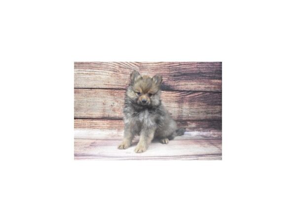 Pomeranian-DOG-Male-Sable-5451-Petland San Antonio, TX