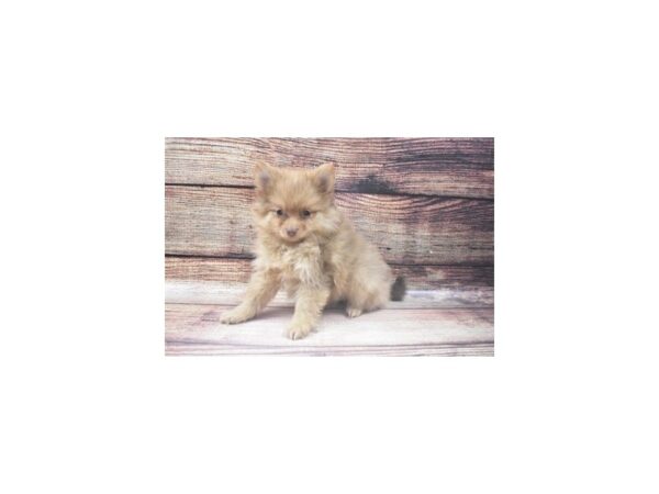 Pomeranian-DOG-Female-Chocolate-5452-Petland San Antonio, TX