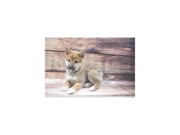 Shiba Inu-DOG-Female-Red-5454-Petland San Antonio, TX