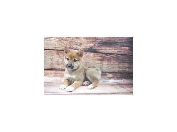 Shiba Inu DOG Female Red 5454 Petland San Antonio, TX