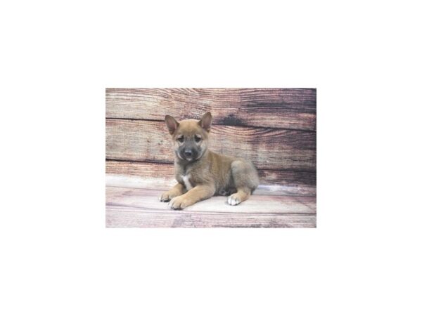 Shiba Inu-DOG-Male-Red Sesame-5453-Petland San Antonio, TX