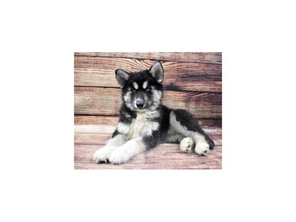 Siberian Husky DOG Male Black Tan and White 8585 Petland San Antonio, TX