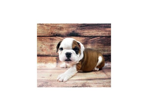 English Bulldog DOG Male Red and White 5449 Petland San Antonio, TX