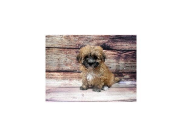 Teddy Bear-DOG-Female-Gold-5455-Petland San Antonio, TX