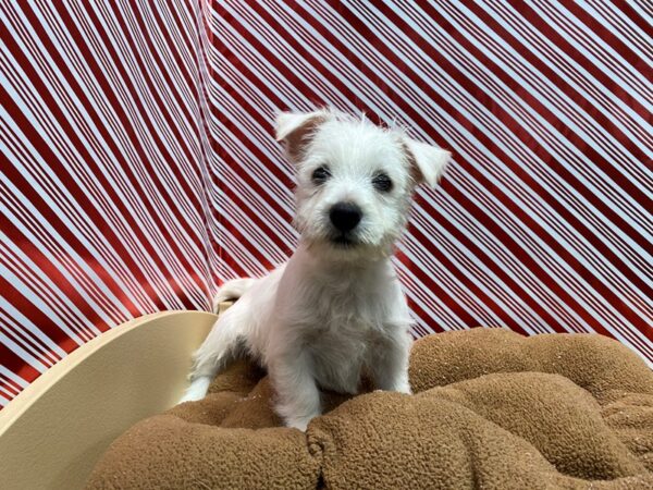 West Highland White Terrier DOG Male wh 5457 Petland San Antonio, TX