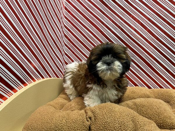 Shih Tzu-DOG-Male-wh & gld parti-5456-Petland San Antonio, TX
