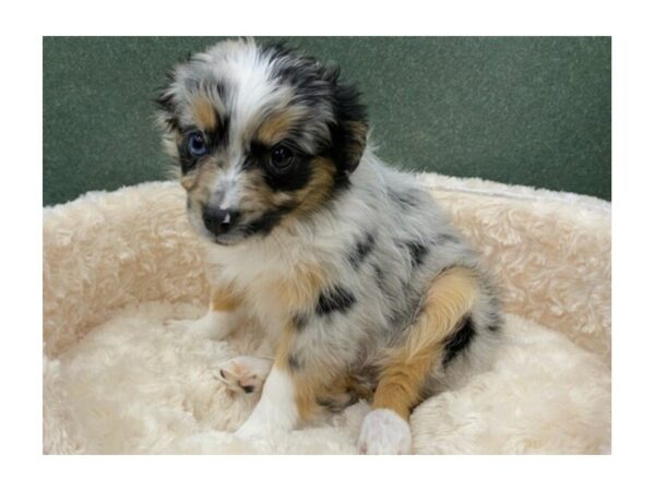 Miniature Australian Shepherd DOG Female Blue Merle 8583 Petland San Antonio, TX