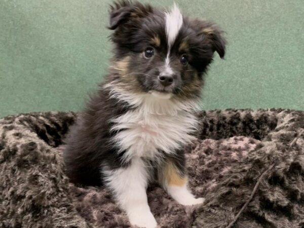 Miniature Australian Shepherd-DOG-Male-Black White & Tan-8584-Petland San Antonio, TX