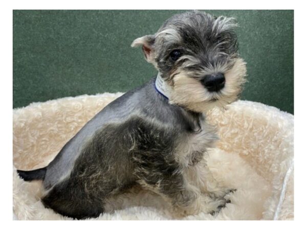 Miniature Schnauzer DOG Male Salt & Pepper 8587 Petland San Antonio, TX