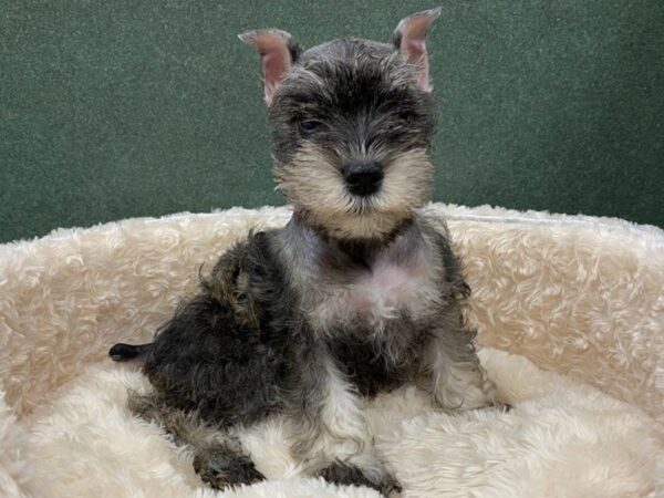 Miniature Schnauzer DOG Female Salt & Pepper 8588 Petland San Antonio, TX